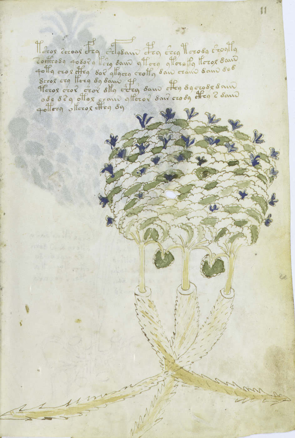 http://www.voynich.net/images/Full/z3724828.jpg